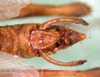 CollectionObject 1594832; 9f44fe0b-e988-422b-9c30-4232ac6510e1: male abdomen tip, dorsal view (syntype). (CollectionObject).