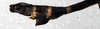 CollectionObject 1561665; NMW 326, d5f8d498-ec74-4bb3-8f8a-aa7d647c7b32: copyright NMW, Vienna. male: end of abdomen, lateral view (syntype). (CollectionObject).