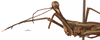 CollectionObject 1581854; 43eed837-b4c5-4512-a4ec-63f693b7ec20: male, antenna (holotype). (CollectionObject).