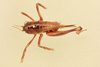 CollectionObject 1516679; 73034b11-48b1-4f35-8b99-c61fd3f86015, NHMUK013804019: female, dorsal view (holotype of Lutosa obliqua). (CollectionObject).