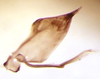 Pygofer, lateral view on Arapona vallea DeLong, 1979: Male holotype [OSU]: pygofer, valve and subgenital plate, lateral view. (Observation).