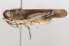 CollectionObject 1591835; 4c13ce65-91ac-4757-aca4-e54d6fa84ed7: male, lateral view (holotype). (CollectionObject).
