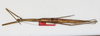 CollectionObject 1558820; ba524a32-7d70-4ae0-b212-f54c1dea57c8: copyright NMW, Vienna. female, dorsal view (paralectotype). (CollectionObject).;CollectionObject 1558821; f1f8a63a-23b8-4de7-9d52-9662ab0e6060: copyright NMW, Vienna. female, dorsal view (paralectotype). (CollectionObject).