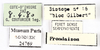 Other on Brixidia variabilis Van Stalle & Synave, 1984: (Observation).