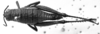CollectionObject 1530197; 195dd9c7-6579-4bca-932e-548ddfbfed25: Image Carbonell, C.S. female, dorsal view (lectotype). (CollectionObject).
