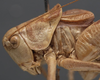 male pronotum, lateral view (lectotype). Depicts CollectionObject 1505814; 5da603b3-58dc-46a2-b4d2-06c22a516933, a CollectionObject.