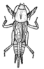 Gryllotalpa orientalis Burmeister, 1838: Fig.17 (reproduced with permission). female, dorsal view(body length 25 - 34.2 mm). (Otu).