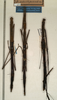 CollectionObject 1558392; 7662a7b1-3569-42e3-9c4b-fe7bea0495a7: copyright NMW, Vienna. female of synonym Diardia reductipennis (syntypes). (CollectionObject).