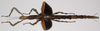 CollectionObject 1562629; 932976a9-87e9-41e6-a0af-0cb2898c4460: copyright F. Hennemann. female, dorsal view (paratype). (CollectionObject).;CollectionObject 1562630; 932c68e9-95fc-4485-ae17-8e3599e6312e: copyright F. Hennemann. female, dorsal view (paratype). (CollectionObject).