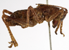 CollectionObject 1529604; 8e7a18f8-de4b-430b-9ae8-31db43098ddd: male, lateral view (syntype of Anthracites kilimandjaricus). (CollectionObject).