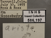 Other on Edwardsiana ariste (McAtee, 1926): Labels. Labels for the specimen used for the dorsal, lateral and face images. (Observation).