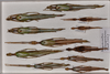 CollectionObject 1560853; 771b32e8-4692-427b-8b48-410aab1bd5dd: copyright QM. male and female (paratypes). (CollectionObject).;CollectionObject 1560854; 7e44cc9e-f3e5-468d-b175-a26a76a82d22: copyright QM. male and female (paratypes). (CollectionObject).
