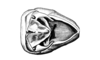 Eurotettix monnei Pujol-Luz, Alves Dos Santos & Guerra, 2001: Fig. 7AB. male abdomen tip, dorsal view. (Otu).