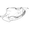 Pygofer, lateral view on Eterna typica Dworakowska, 2011: Pygofer, lateral view. (Observation).