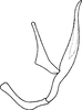 Aedeagus, lateral view on Shaddai shaanxiensis Ma, 1981: Aedeagus, lateral view. (Observation).