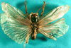 CollectionObject 1516628; 9b129325-084c-4164-a206-583185a5bf33: male, dorsal view (holotype). (CollectionObject).