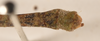 CollectionObject 1562011; d0fd38b0-812a-4732-b437-3bae1f4bbb2a: copyright OUMNH. male: end of abdomen, dorsal view of Necroscia erechtheus (syntype). (CollectionObject).