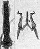 Other on Erythridula electa (McAtee, 1920): Aedeagus, connective, and styli. (Observation).