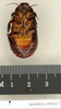 Panesthia angustipennis angustipennis (Illiger, 1801): Copyright Natural History Museum, London. Paralectotype (female nymph) of synonym Panesthia ruficeps in BM(NH). Ventral view. (Otu).