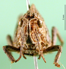 CollectionObject 1501179; c7e906df-b396-4b6b-804a-b18685f82620, DORSA BA000459S01: female nymph, frontal view (holotype of Paranocarodes atympanicus). (CollectionObject).