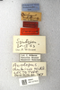 CollectionObject 1520954; fdb93c87-34df-4690-9604-19a84bb35f7e: labels (lectotype). (CollectionObject).