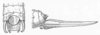 Polycleptis rugulosa Beier, 1962: male genitalia and female ovipositor. (Otu).