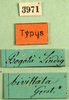 CollectionObject 1501109; 5363a4de-6e58-4c1c-8ec5-0a1d561ee3ad: labels (syntype). (CollectionObject).