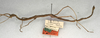 CollectionObject 1557248; a84b1827-9e0c-46a8-8206-4e4342606ced, NMW 519: copyright NMW, Vienna. female, lateral view of synonym Carausius australicus (lectotype). (CollectionObject).