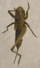 CollectionObject 1544641; dcc190f8-8a41-4e44-abb0-4484d7d10084: female, dorsal view (paratype). (CollectionObject).