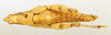 CollectionObject 1571062; c3cc1733-ef20-4369-9f7e-86c328d80094: female, dorsal view (paratype). (CollectionObject).
