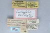 CollectionObject 2760222; 3eebfe35-16b8-4ca7-8627-35283715b969, CNCI 311951: Ceuthophilus uniformis. (CollectionObject).