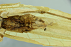 CollectionObject 2042933; d28ce83a-b5a0-4930-8093-72850d82e56b: male terminalia, ventral view (holotype). (CollectionObject).