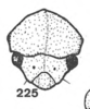 Head on Anisostylus gillettei (Goding, 1892): (Observation).