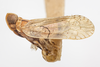 Habitus, lateral view: (Observation).