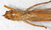 CollectionObject 1531618; NMW 23084, a66a4119-2105-4adf-a34e-cf5d9ef9e7ff: male, dorsal view (lectoytype). (CollectionObject).