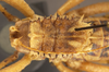 CollectionObject 1507301; 2ffb8170-57c1-4f57-8679-a1f8ed8fd16e: male pronotum, dorsal view (holotype). (CollectionObject).