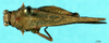 CollectionObject 1581426; 8e5732aa-65a1-4f79-84af-c7e13e66d7fd: female, dorsal view (paratype). (CollectionObject).