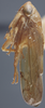 Habitus, lateral view on Eutettix (Eutettix) marmoratus Van Duzee, 1892: Lateral. (Observation).