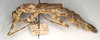 CollectionObject 1562345; NMW 721, 327d39b1-386d-481b-a129-15302719ed63: copyright NHMW, Vienna. female, lateral view (holotype). (CollectionObject).