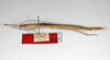 CollectionObject 1561996; 5dc5585a-aabc-40f4-aeb2-c11d030b0fe7: copyright ZMHB, Berlin. female, lateral view (syntype). (CollectionObject).;CollectionObject 1561997; 46748e3b-a7d3-4693-bbcc-b6709fd08cac: copyright ZMHB, Berlin. female, lateral view (syntype). (CollectionObject).