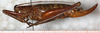CollectionObject 1531822; NMW 21116, 86c7efad-0b94-449f-a4cc-89be987e1d0b: female, lateral view (holotype). (CollectionObject).