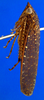 Habitus, lateral view: !! display not done !! on Acuera (Acuera) adspersa (Stål, 1854): Male specimen [DZRJ]: habitus, lateral view. (Observation).