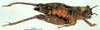 CollectionObject 1500956; b090027b-9047-4b69-8403-78923da7bf79: female, dorsal view (holotype). (CollectionObject).