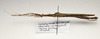 CollectionObject 1595884; 6071e057-a80b-470a-93e6-44549f0d885d: copyright LKCNH Singapore. female, lateral view (holotype). (CollectionObject).
