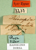 CollectionObject 1501874; a85ece89-0f77-49f1-a478-cee578ecbfa6: labels (syntype of Proscopia oculata). (CollectionObject).