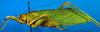 CollectionObject 1500559; d7f362d1-7eb5-4cb8-bbca-6e7b8427b0ec, DORSA BTgrasatS01: male, lateral view (syntype). (CollectionObject).