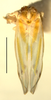 Habitus, dorsal view on Erythridula zephyr (Ross & DeLong, 1953): Habitus (holotype of E. velutinae Hepner, INHS collection). (Observation).