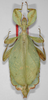CollectionObject 1563800; f03091b7-cf20-40a5-bd1d-68a8327ff60a: copyright ZSMC, Munich. female (holotype). (CollectionObject).