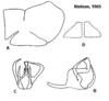 Pygofer appendages on Cuerna alpina Oman & Beamer, 1944: <b>A</b>, male pygofer lateral aspect; <b>B</b>, aedeagus lateral aspect; <b>C</b>, aedeagus caudal aspect; <b>D</b>, female internal sternum VIII. All from paratypes. (Observation).