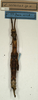 CollectionObject 1557788; NMW 944, f62a3f04-101c-42ce-a816-737dedccadb8: copyright NMW, Vienna. female (syntype). (CollectionObject).